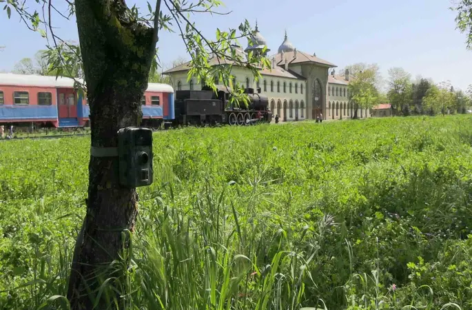 Edirne’de fotokapanlar yaban hayatını görüntülüyor
