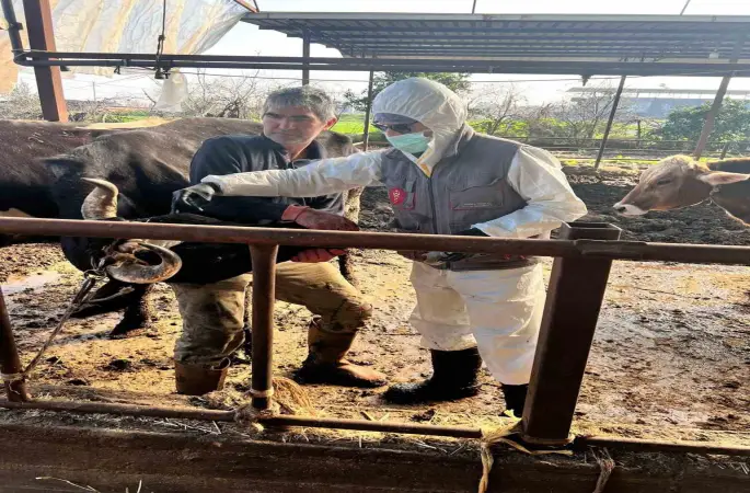 Efeler’de 15 bin hayvan aşılandı
