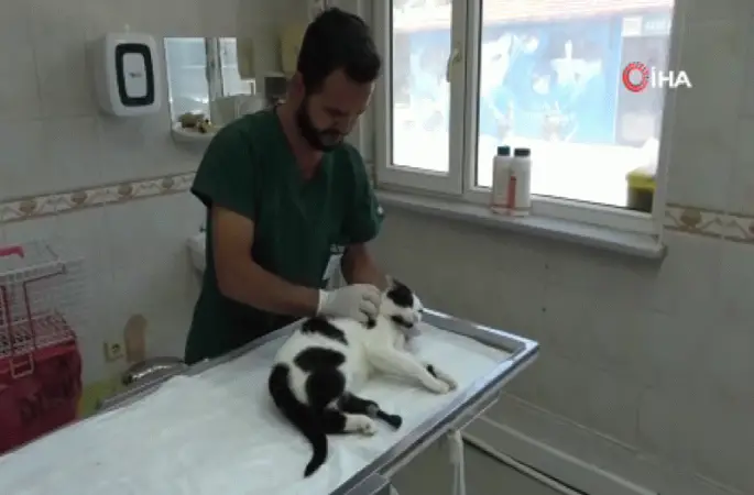 3D yazıcı ile üretilen protezler sokak hayvanlarına umut oluyor