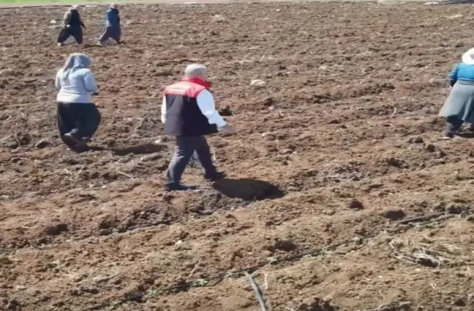 Elazığ’da domates üretiminde yeni sezon  başladı
