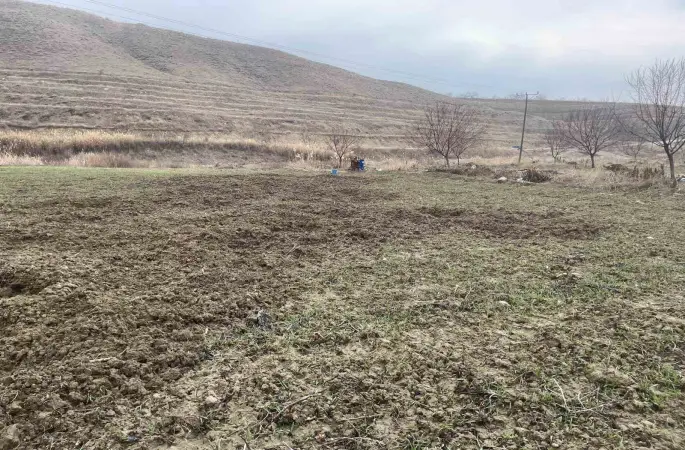 Elazığ’da domuzlar ekili 10 dönüm araziyi talan etti
