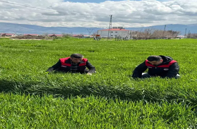 Elazığ’da hububat üreticilerine kök ve kök boğazı hastalık uyarısı
