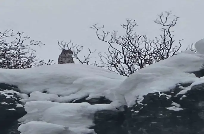 Elazığ’da koruma altındaki vaşak görüntülendi
