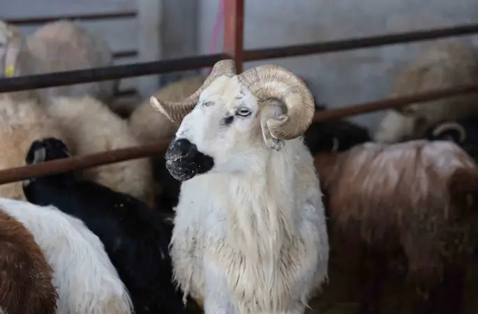 Elazığ’da kurbanlık satışları başladı
