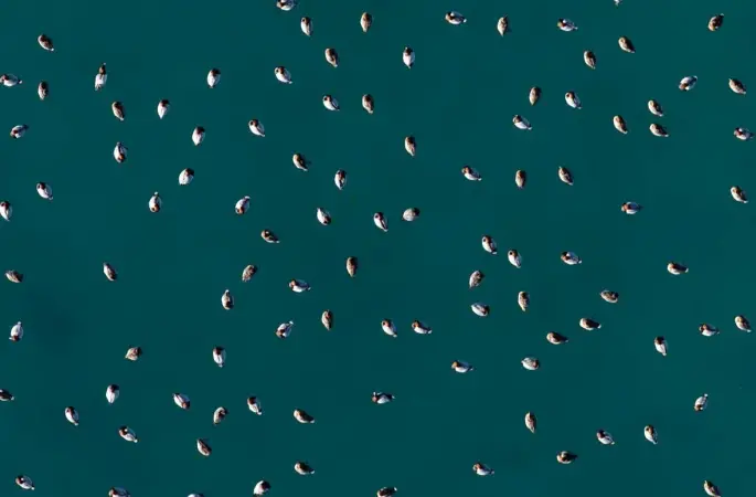 Elmabaş patka ördekleri Salda Gölü’nde havadan görüntülendi
