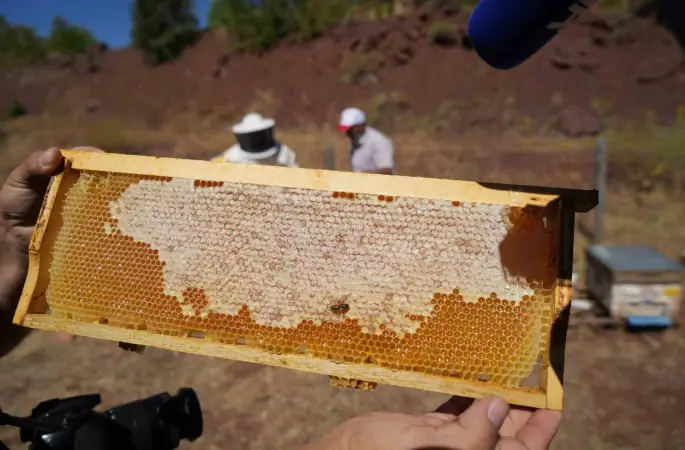 Erzincan Geven Balı coğrafi işaret tescili aldı
