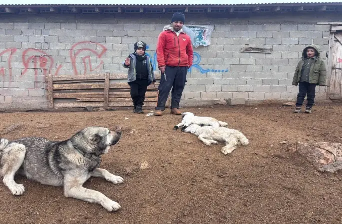 Erzincan’da kuzu telefleriyle ilgili numuneler laboratuvara gönderildi
