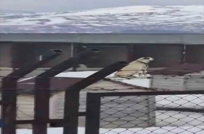 Erzincan’daki deprem öncesi Sivas’taki Kangal köpekleri tepki verdi
