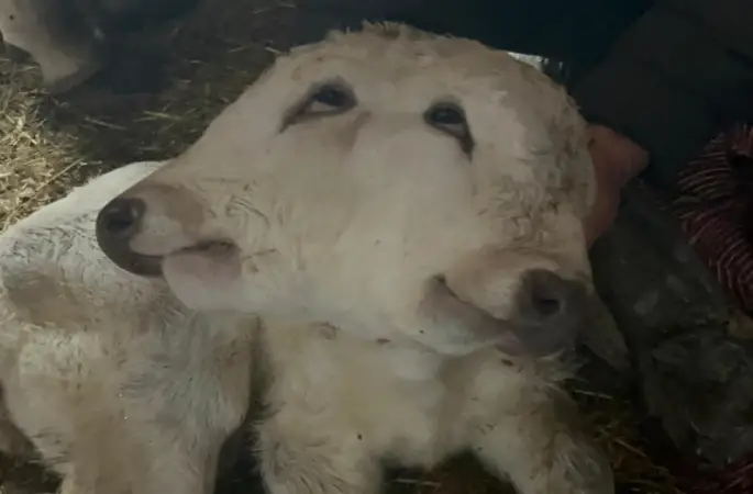 Erzurum’da çift başlı buzağı dünyaya geldi
