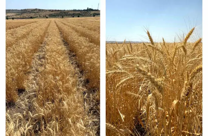 ETİ’den kurak iklim koşullarına dayanıklı yerli buğday çeşidi

