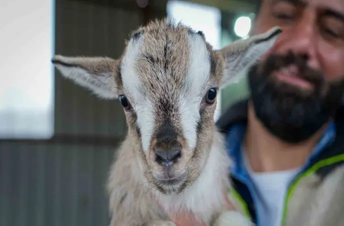 Evcil hayvanlara yeni alternatif: Kedi köpeğin yerini ‘cüce keçi’ alabilir
