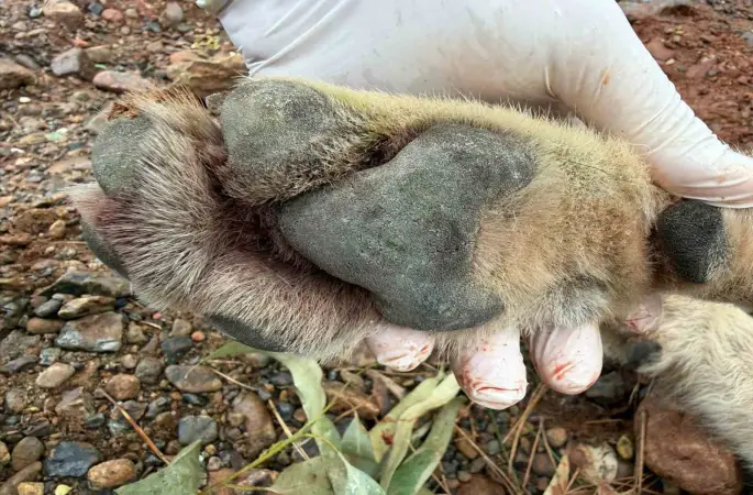 Fethiye’de aracın çarptığı kurt bilim projesine ışık tutacak
