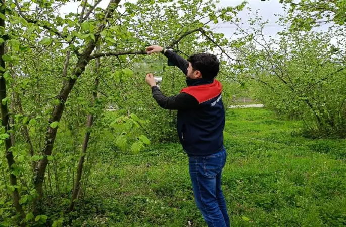 Fındık bahçelerinde takip başladı
