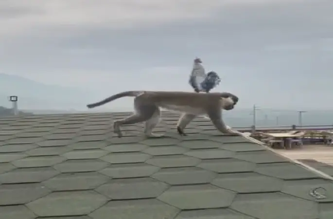 Firari maymun Denizli turuna çıktı
