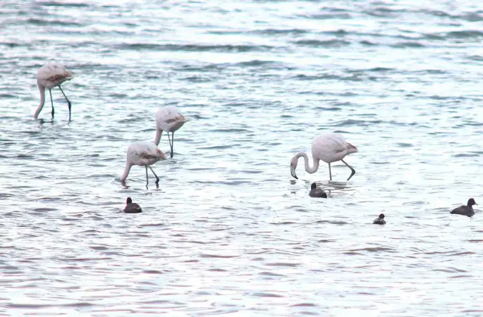 Flamingolar Van Gölü Havzası’na geri döndü
