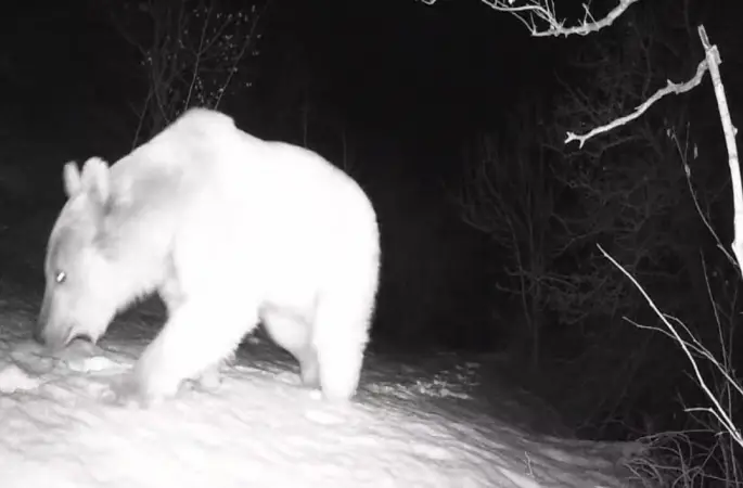 Fotokapana yansıyan yaban hayatı hareketliliği
