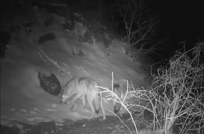 Fotokapana yansıyan yaban hayatında bahar hareketliliği
