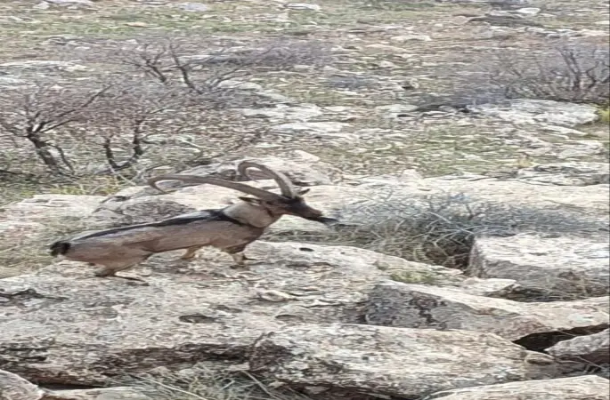Gercüş kırsalında dağ keçisi görüntülendi
