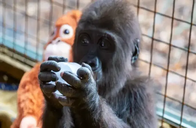 Yavru gorile isim aranıyor