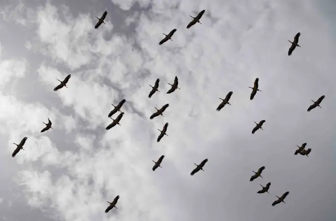 Göç yolculuğunu tamamlayan leylekler, martılarla aynı alanda buluştu
