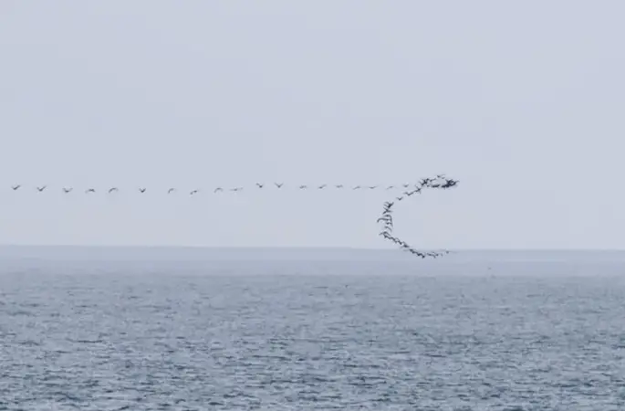 Göç yolundaki kuşların senkronize uçuşu Hopa’da görüntülendi
