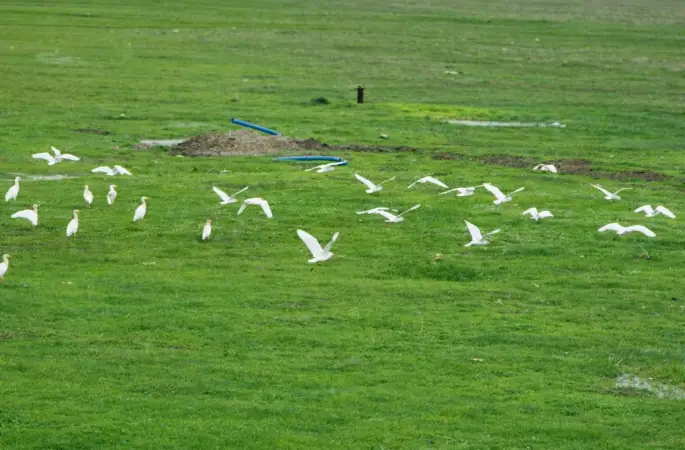 Göçmen kuşlar Muş Ovası’nı süsledi
