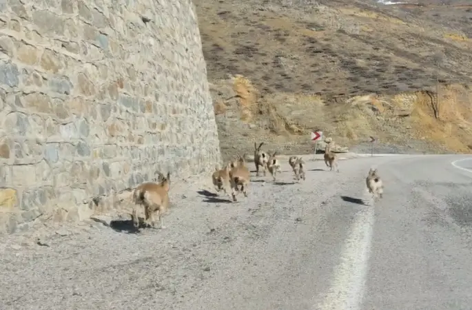 Gümüşhane’de yaban keçileri yavrularıyla birlikte görüntülendi
