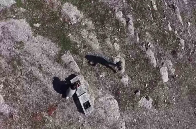 Habur’da ele geçirilen 38 kınalı keklik doğaya salındı
