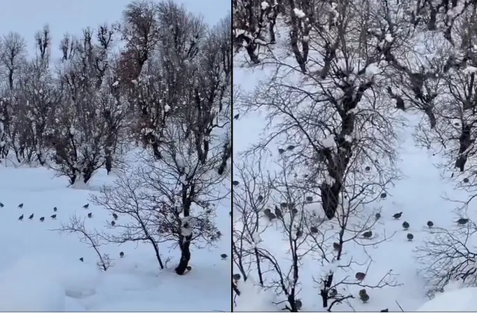 Hakkari’de onlarca keklik köye indi

