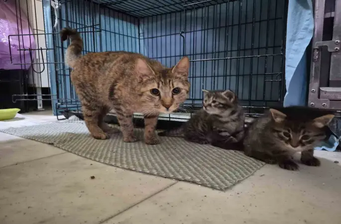 Hamile kedi sığındığı veteriner kliniğinde doğum yaptı
