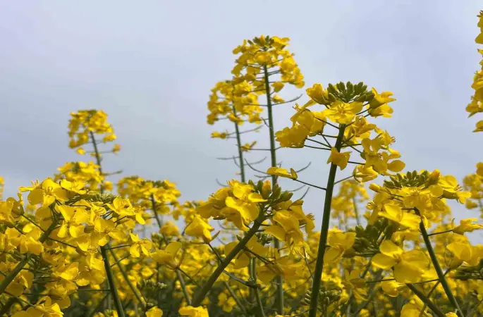 Hayrabolu’da bu yıl 21 bin dekar alanda kanola ekimi yapıldı
