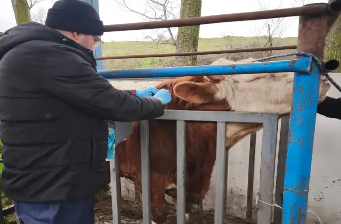 Hayvancılık işletmelerinde sağlık taraması yapıldı
