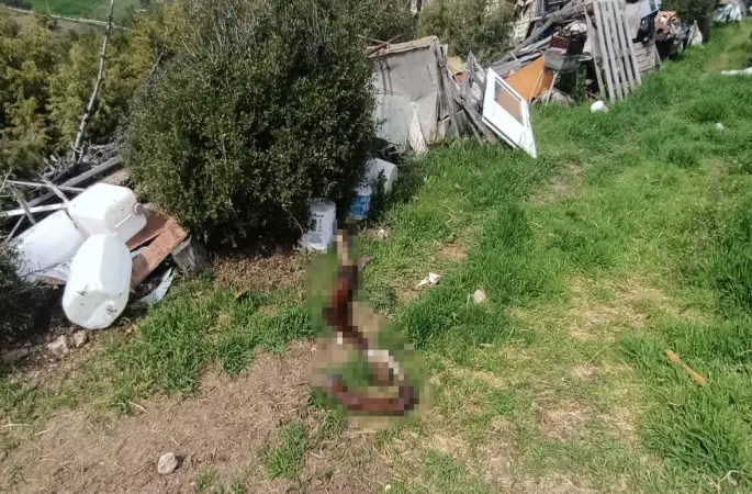 Hepsi zabıta ekiplerinin baskınında ortaya çıktı
