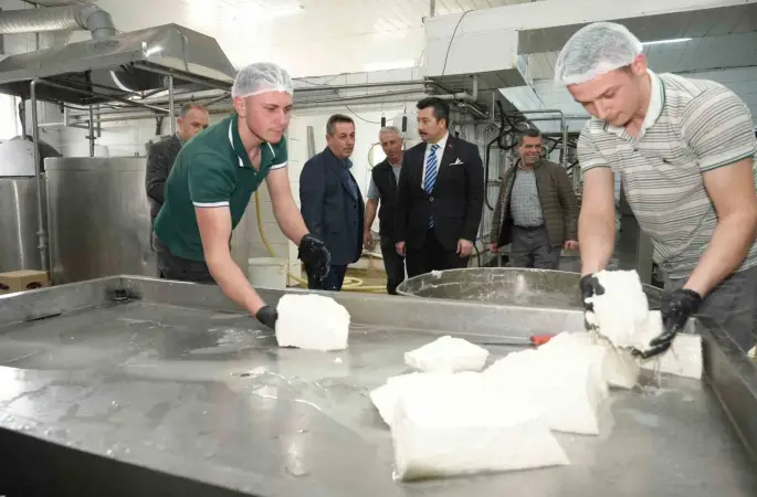 Her gün 3,5 ton sütten 12 çeşit peynir üretiyorlar
