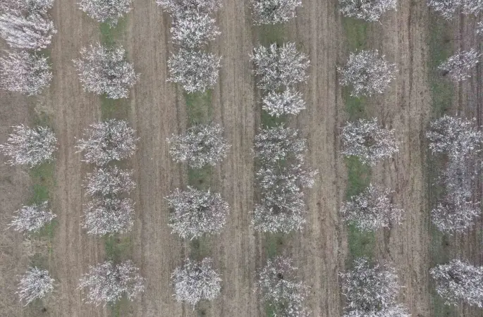 Iğdır’da kayısı ağaçları çiçek açtı, ova beyaza büründü
