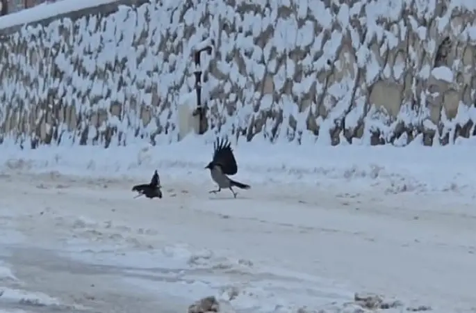 İlçe beyaza büründü, aç kalan kargalar sokaklara indi
