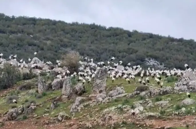 İslahiye’de leylek akını
