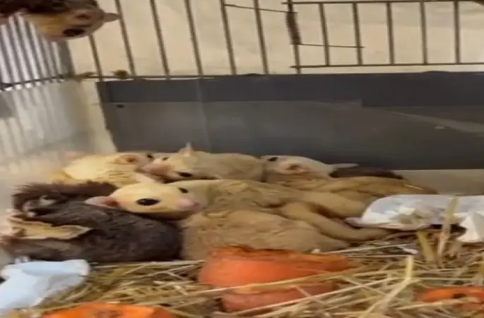 Isparta’da 33 şeker planörü ve 2 Arap tavşanı ele geçirildi
