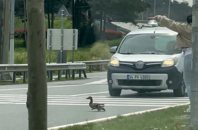 İstanbul’da ördeklerin güvenli geçişi için trafik durduruldu
