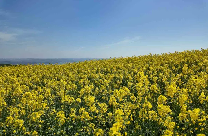 İstanbul’da tarlalar sarıya boyandı
