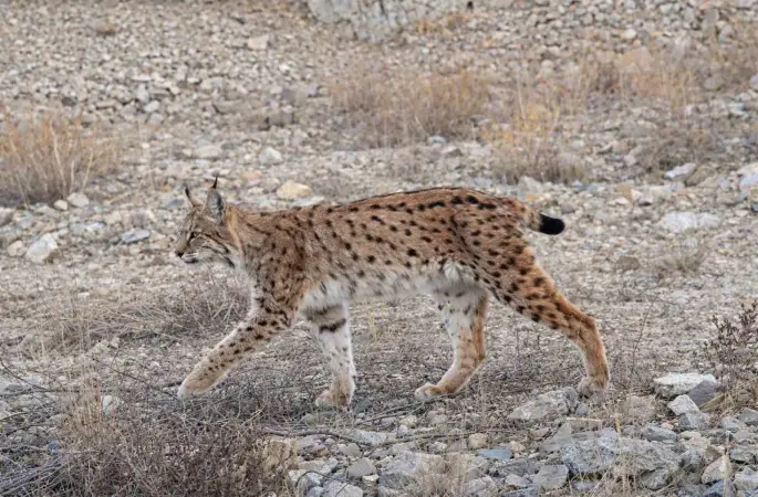 IUCN kırmızı listesinde yer alıyor: ’Ormanın hayaleti’ en net haliyle görüntülendi
