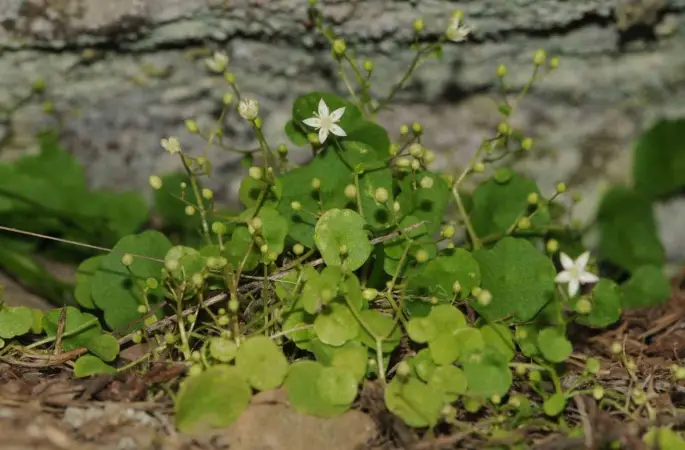 İzmir’de yeni bitki türü keşfedildi

