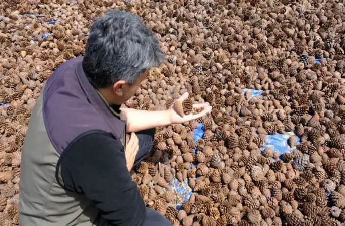 Kahramanmaraş’ta kızılçam tohumları sahaya hazırlanıyor
