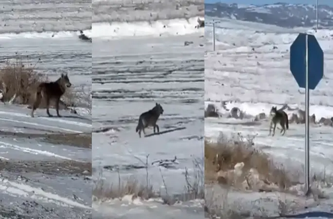 Kar yağdı, kurtlar şehre yaklaştı

