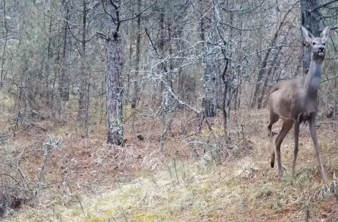 Karabük ormanlarının zarif sakinleri böyle görüntülendi
