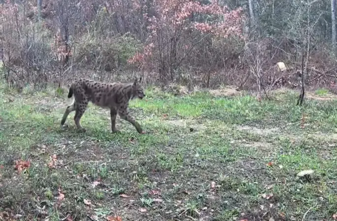 Karabük’te vaşak, domuzlar ve tavşan fotokapanla görüntülendi
