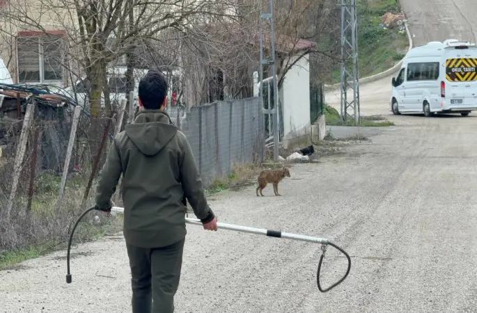 Karabük’te yerleşim yerine inen hasta çakal tedavi edilip doğaya salındı
