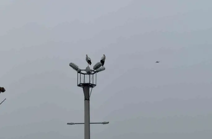 Karabük’ün simgesi haline gelen leylek dronla görüntülendi
