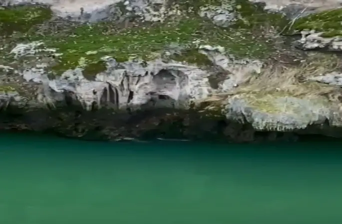 Karakoçan’da su samurları görüntülendi
