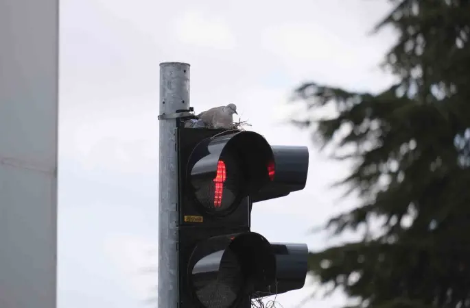 Karaman’ın en işlek kavşağındaki trafik lambasına yuva yapan kumru görenleri şaşırtıyor
